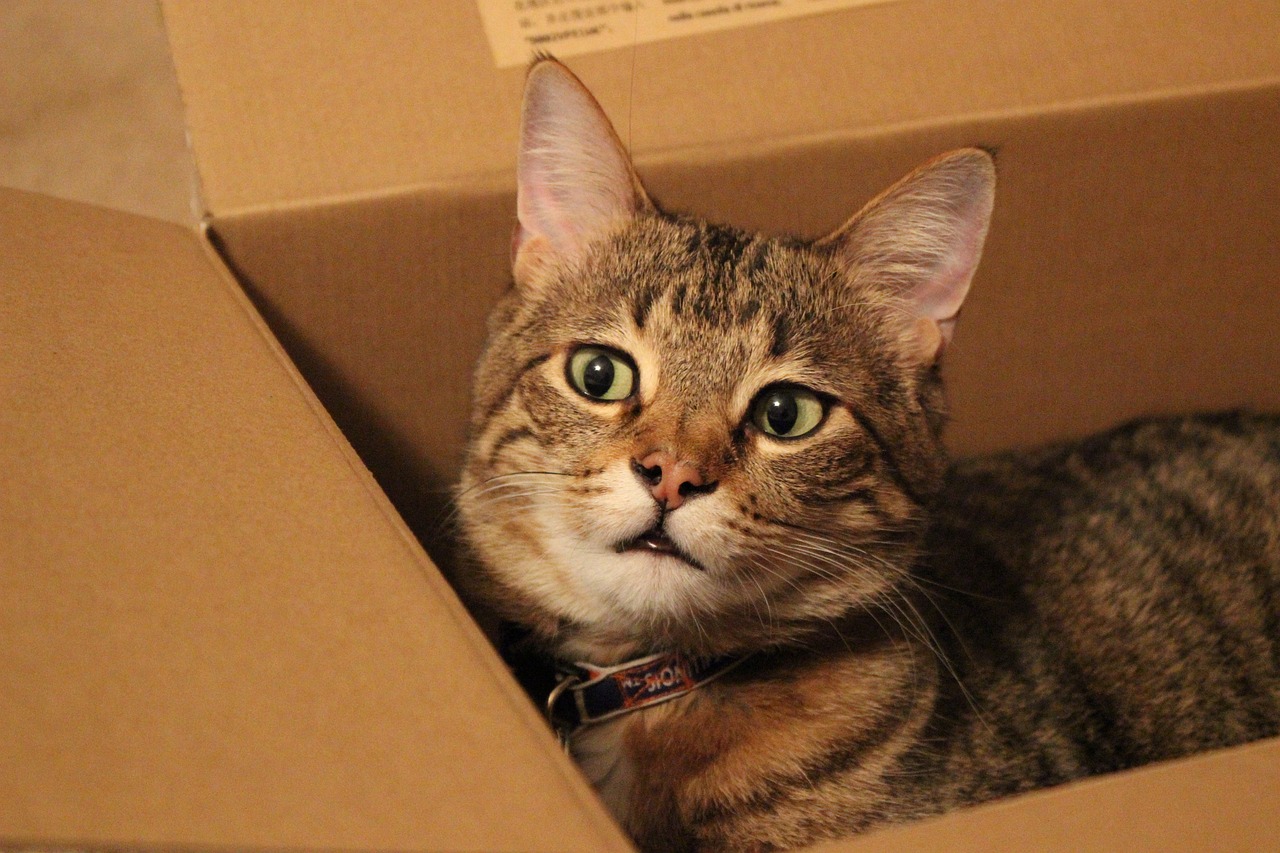 Schroedinger's Cat in a Ballot Box